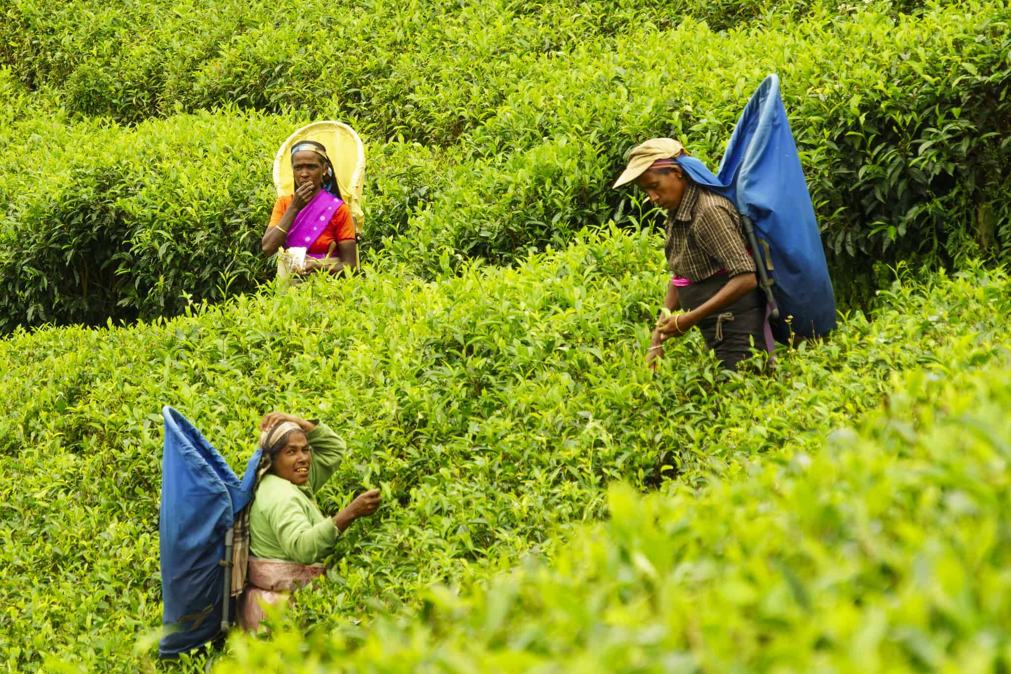 Nuwara Eliya