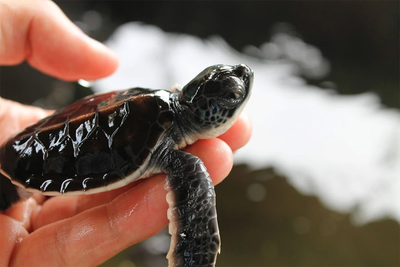 Turtle Hatchery
