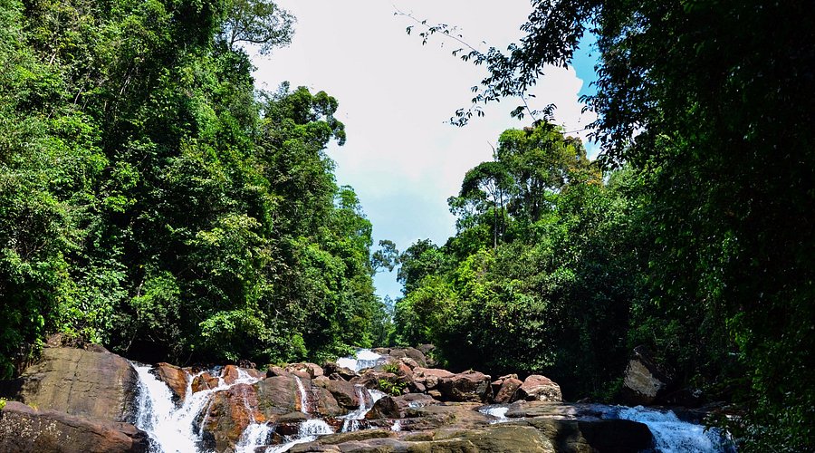Kanneliya Rainforest