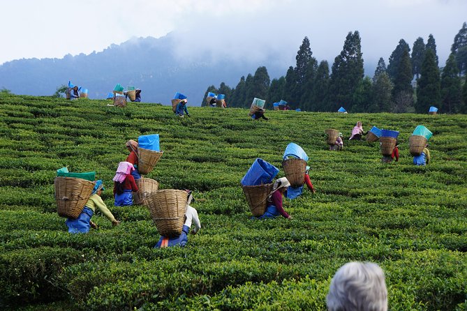 Tea Factory