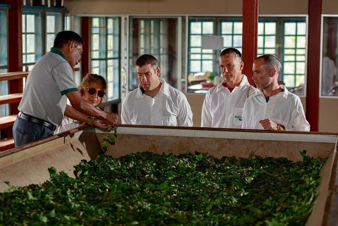 Tea Factory Tour