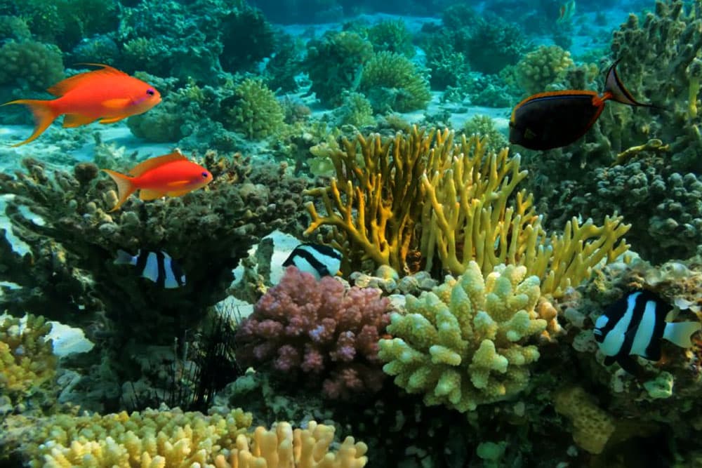 Coral Sanctuary