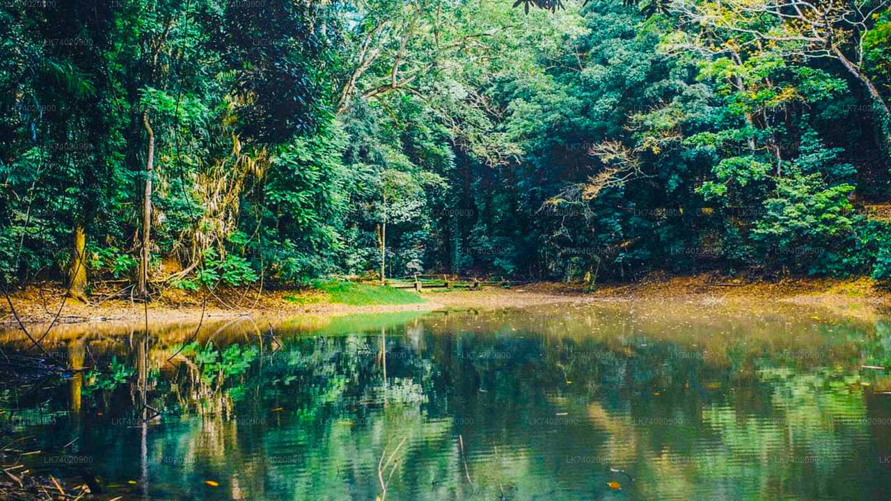 Udawattakele Forest