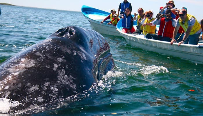 Whale Watching