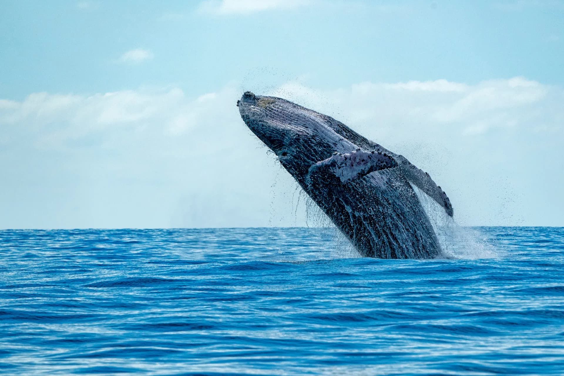 Whale Watching